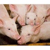 Fotolia-piglets-1307FILactose