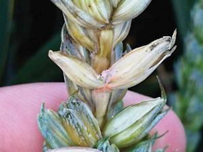 Fusarium-mycotoxin-closeup-1205FMfindinghiddenmycotoxins