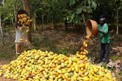 Ghana-cocoa-pods-1508FIAfrica_crop