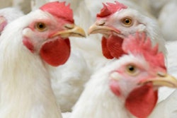 White chickens farm