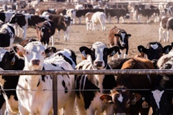A big herd of cattle in outdoor feedlot in Colorado.