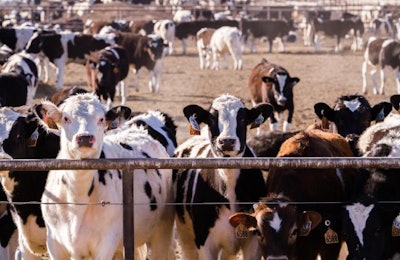 A big herd of cattle in outdoor feedlot in Colorado.