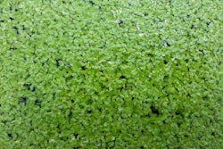 Lemna-water-plant-1605Ingredients1