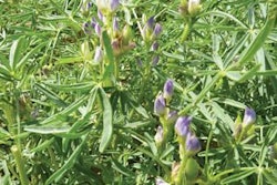 Lupin-with-flower-1404FIIngredients1