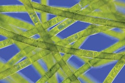 Macroalgae-animal-feed-1602algae1