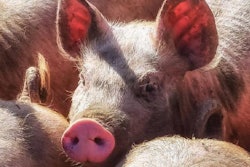 Malta-Pigs