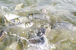 Mexican-tilapia-farm-1406FIAquafeed
