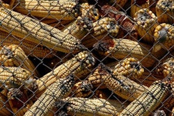 Moldy Corn With Aflatoxin