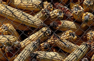 Moldy Corn With Aflatoxin