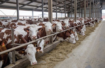 Montbeliarde-dairy-cows