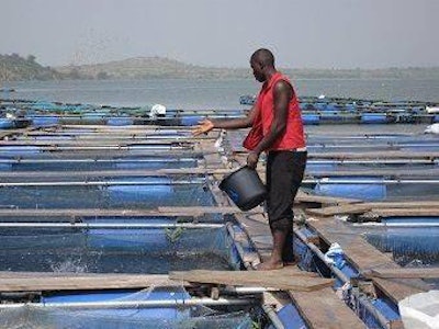 Nutreco-fish-feed-activities-Africa