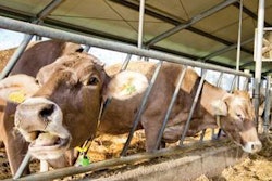 Organic-dairy-cows-1407FMResearch