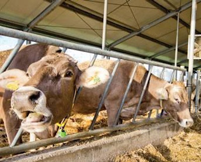 Organic-dairy-cows-1407FMResearch