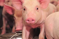 PEDv-kills-piglets-1405FMSpecialReport2