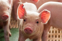 pig hatchery for pig meat consumption in the field