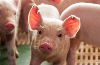 pig hatchery for pig meat consumption in the field