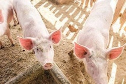 Piglets-trace-minerals-1501FMAdditives