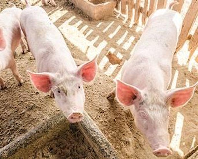 Piglets-trace-minerals-1501FMAdditives