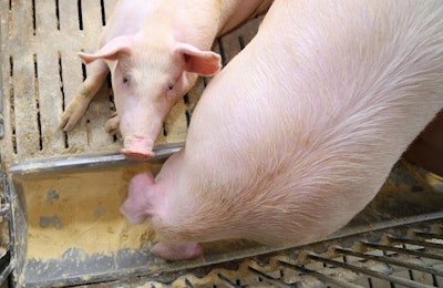 Fat Pigs And Sows Eat In Livestock Of The Farm