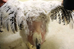 Poorly-feather-chicken