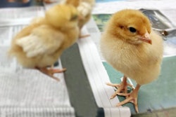 Poultry-Fake-News