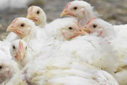 Several poultry laying on the ground inside a poultry farm