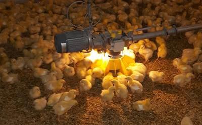Roxell-LED-light-for-control-unit-broiler-feeding-systems