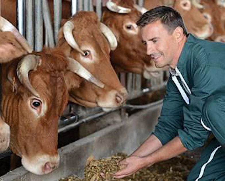 Fatty Ruminant Meat Analysis of fats in the ruminant diet | Feed Strategy