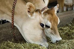 Ruminant-nutrition-program-1410FIRuminants1