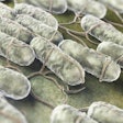 Culture Of Salmonella Bacteria