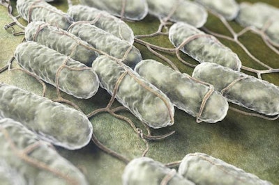 Culture Of Salmonella Bacteria