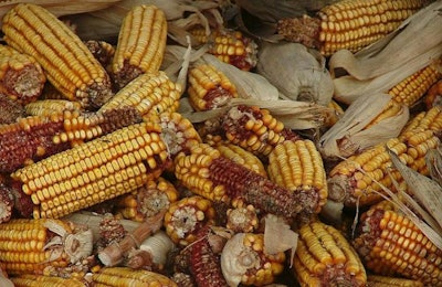 South-Africa-Corn