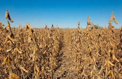 Soybean-field-1605Soy1