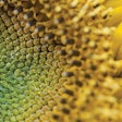 Sunflower-meal-animal-feed