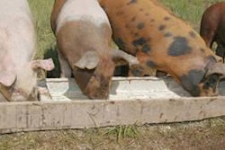 Three-pigs-eating-1205FMissuesinswinenutrition1