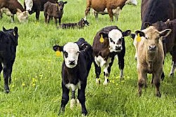 Calves and Cows in Pasture
