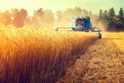 Harvester machine to harvest wheat field working. Combine harves