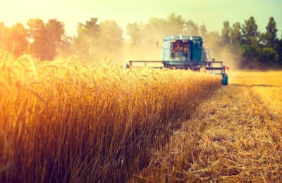 Harvester machine to harvest wheat field working. Combine harves