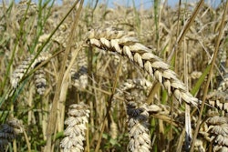 Wheat_Wikimedia-Bluemoose