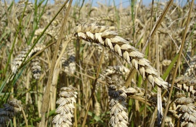 Wheat_Wikimedia-Bluemoose