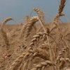 a-field-of-wheat-1574639