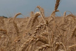 a-field-of-wheat-1574639