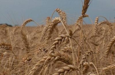 a-field-of-wheat-1574639