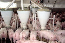 adult-pig-eating
