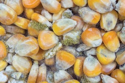 aflatoxin-contamination-animal-feed