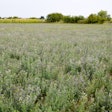 Field Of Alfalfa. Haymaking From Alfalfa. Flowering Field In Spr