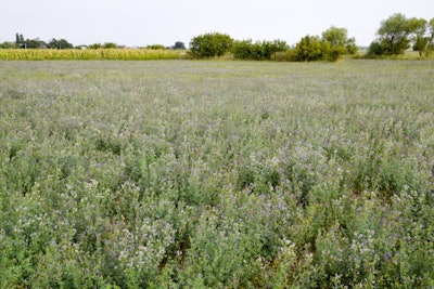 Field Of Alfalfa. Haymaking From Alfalfa. Flowering Field In Spr