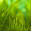 Bubbles And Algae