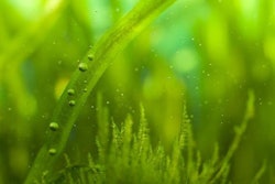 Bubbles And Algae