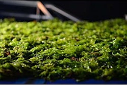 algae-harvesting-for-feed-1311FIAlgae